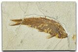 Detailed Fossil Fish (Knightia) - Wyoming #330815-1